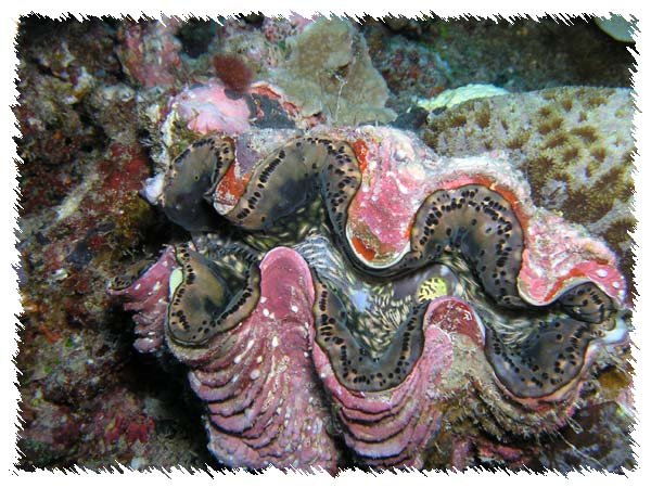 Giant Clam from Palau