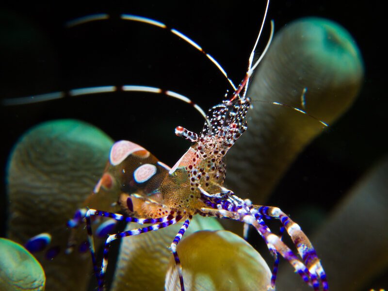 St Lucia shrimp