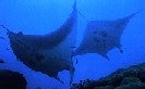 Manta Rays